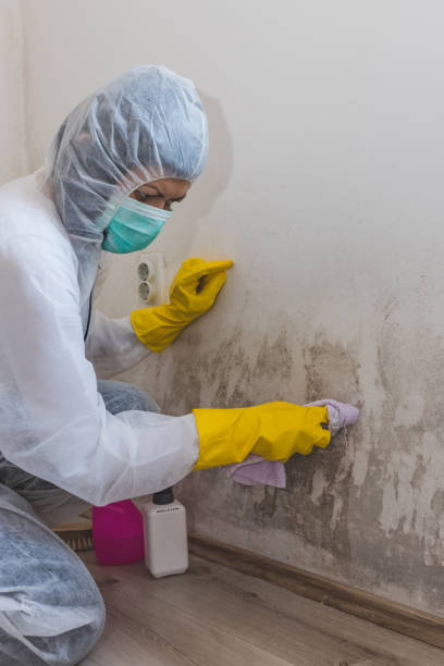 Best Mold Removal for HVAC Installations  in Spearman, TX
